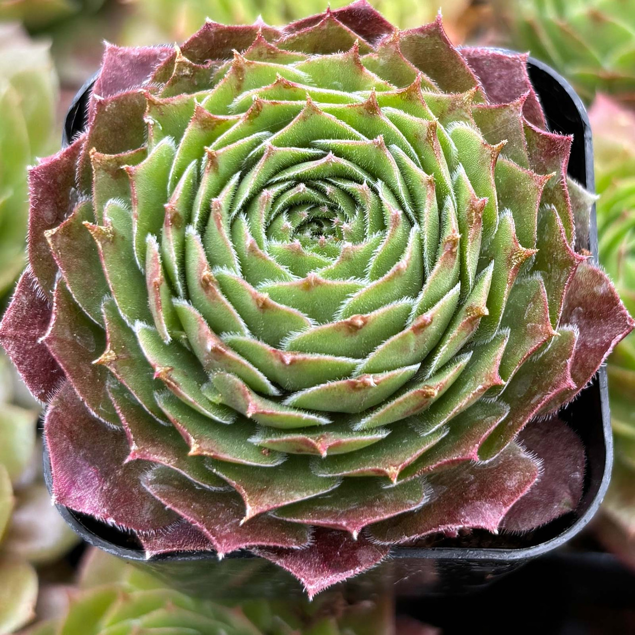 succulence Succulence by Sam Mitchell | Buy Posters, Frames, Canvas & Digital Art  Prints main image 1