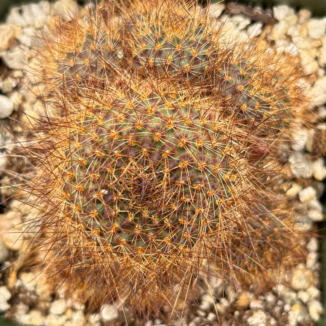 Rebutia fulviseta [large]