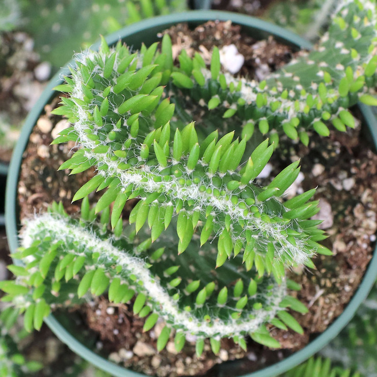 Crested Eve's Needle Green - Thumbnail 3