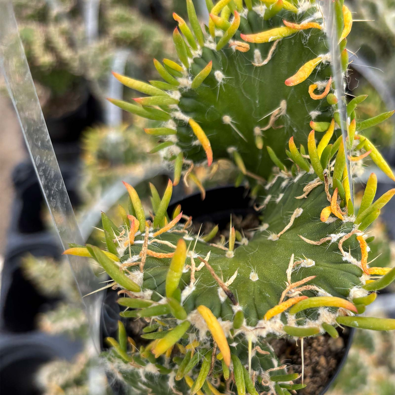 cactus succulent plants Party 6 or 10 - Pack main image 1