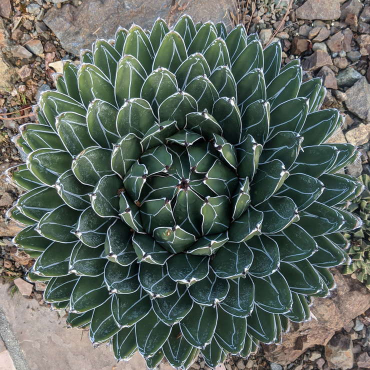 Agave victoriae-reginae - Queen Victoria Agave [extra large] [bare