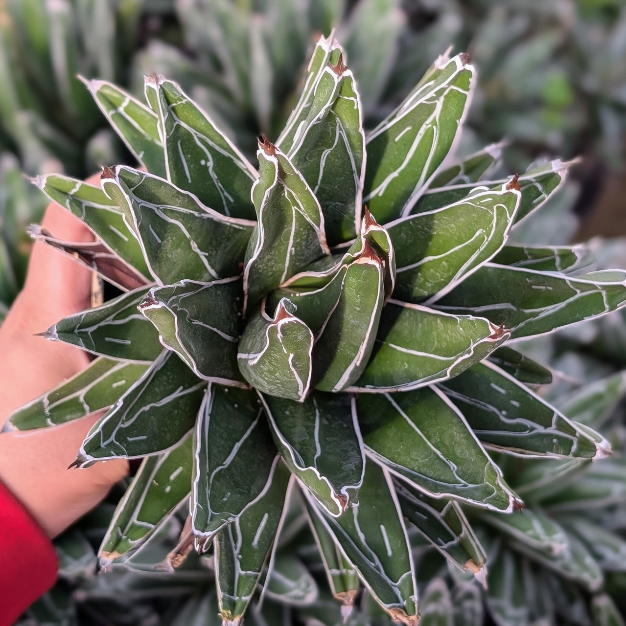 Agave victoriae-reginae - Queen Victoria Agave [extra large] [bare