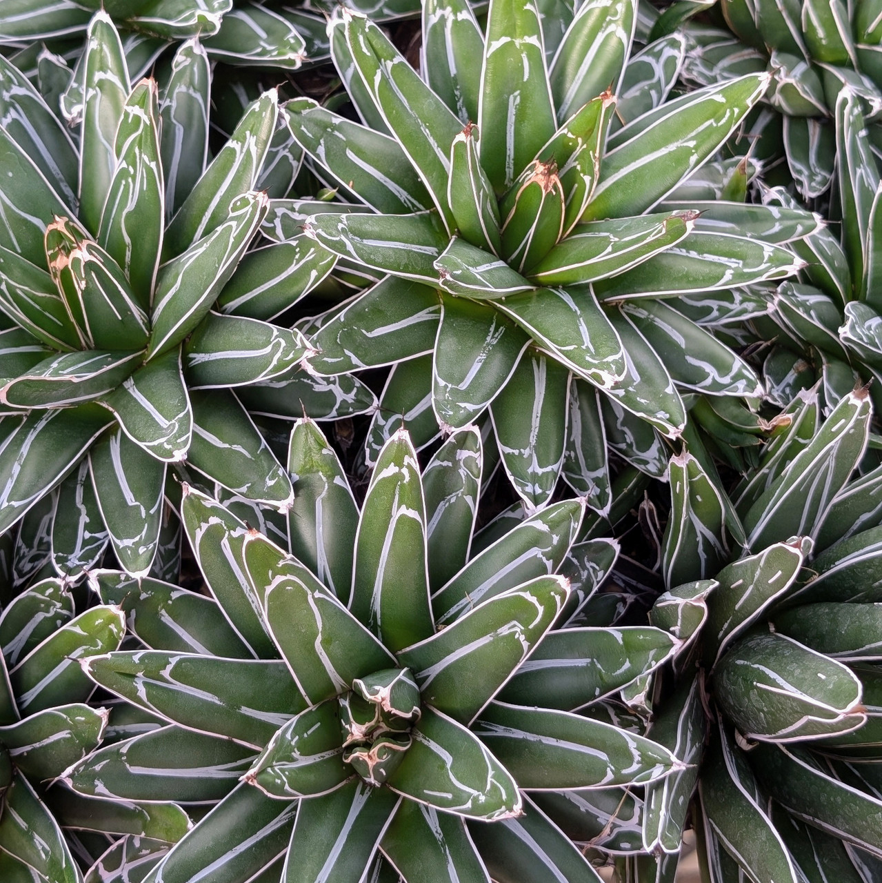 Agave victoriae-reginae - Queen Victoria Agave [extra large] [bare