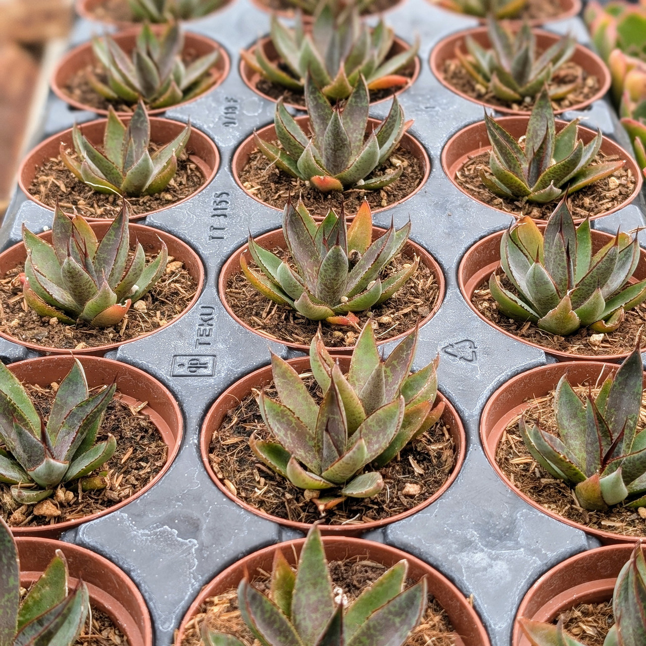 Mangave 'Praying 【Lj_plants】Q422 アガベ Mangave Praying