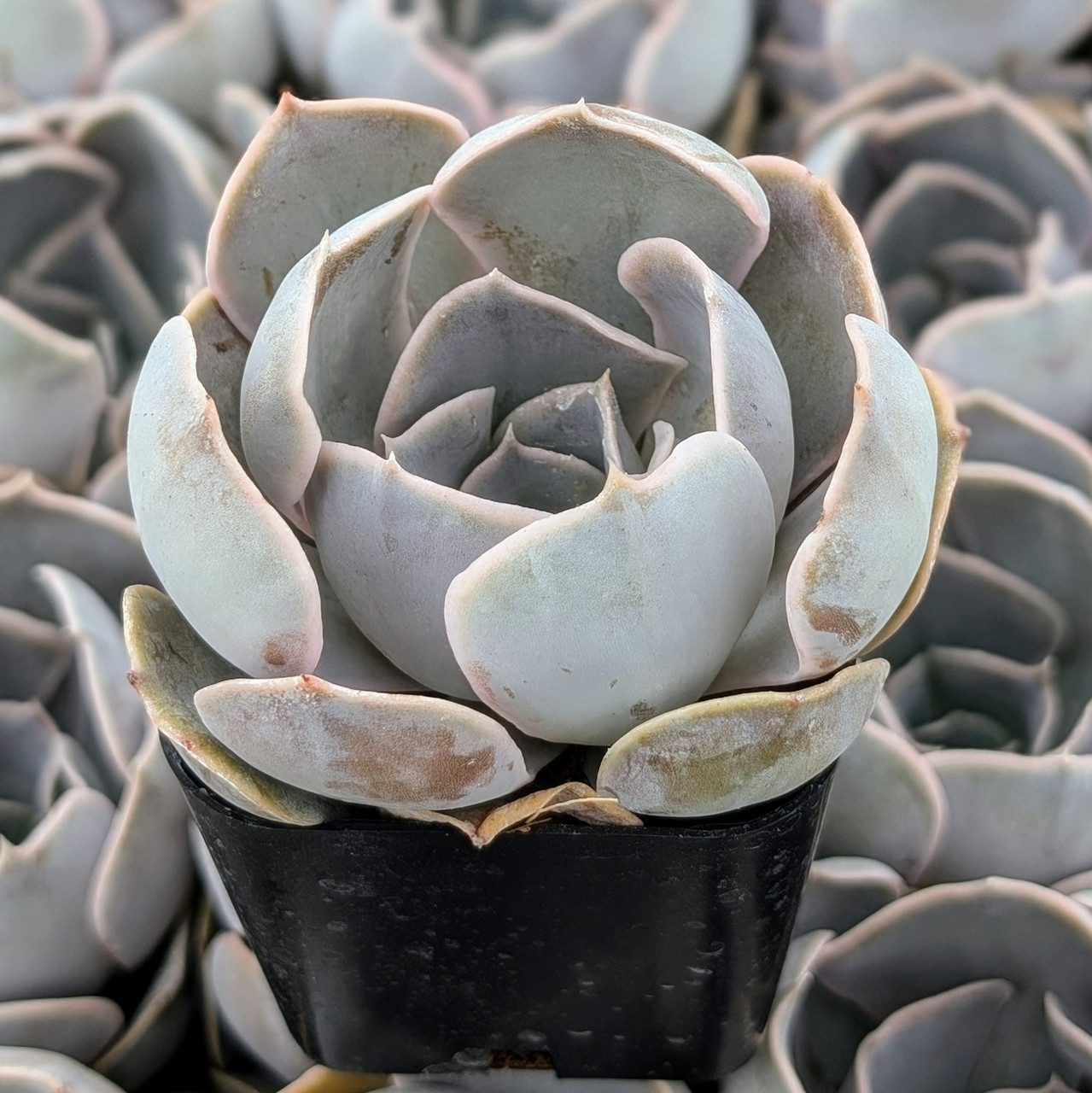 echeveria サイズ1 Echeveria 'Big Lilac' | Mountain Crest Gardens®