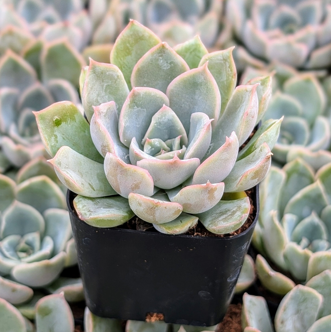 Echeveria 'Blue Speed' | Mountain Crest Gardens
