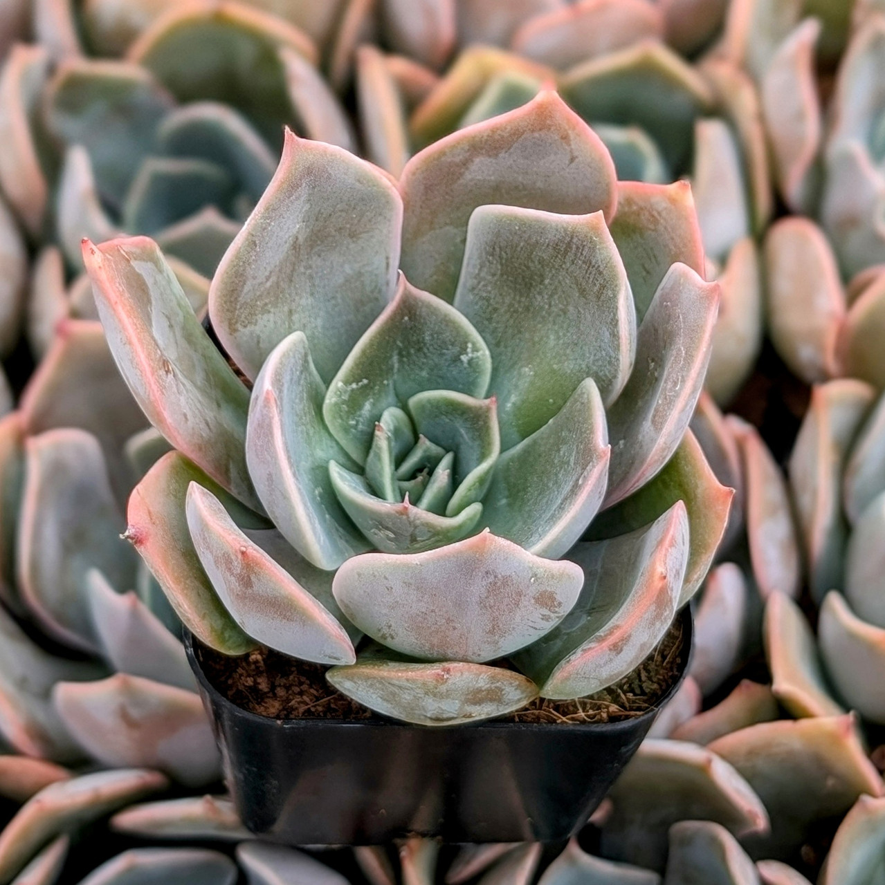 Echeveria 'Costa' | Mountain Crest Gardens®