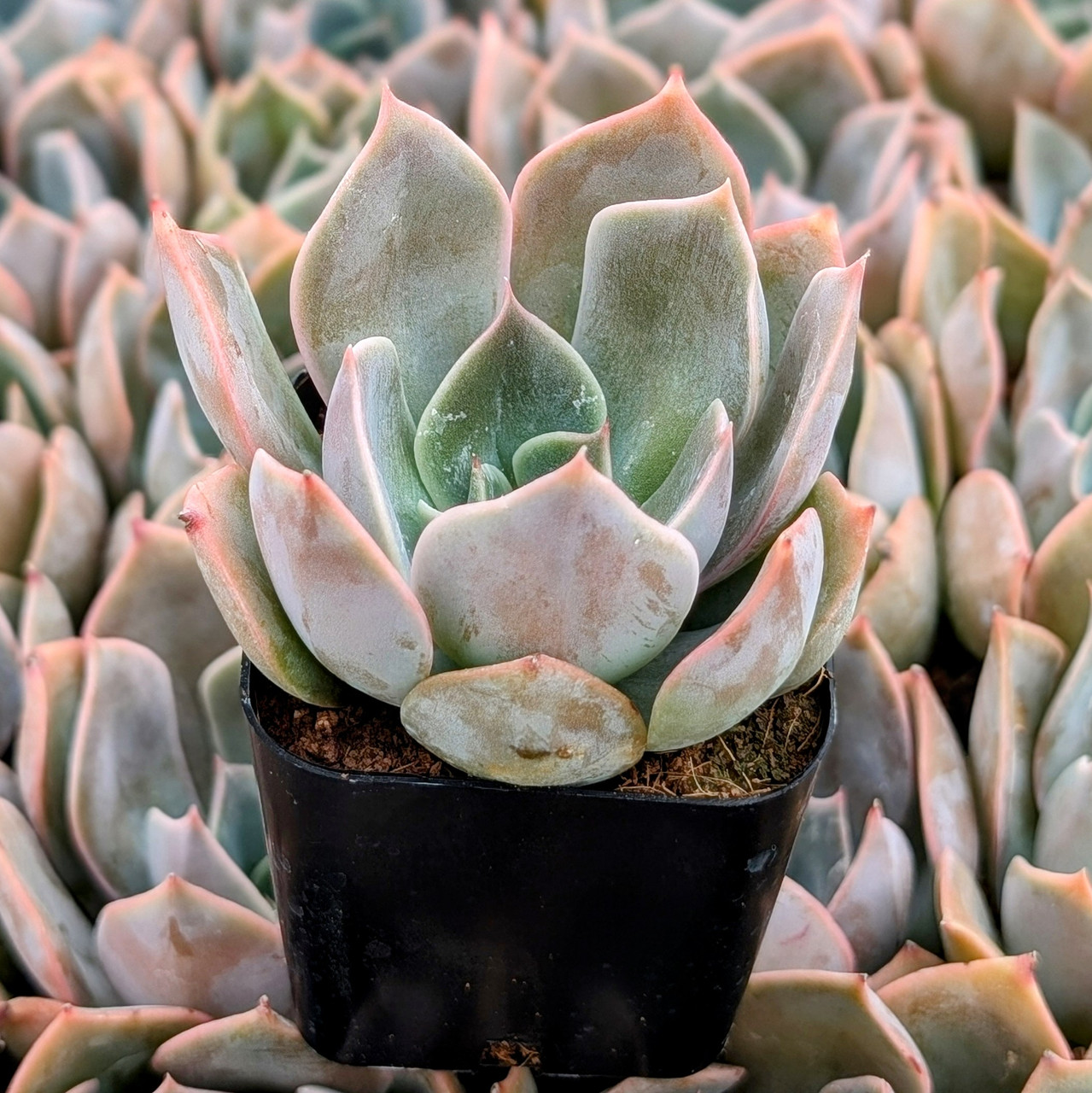 Echeveria 'Costa' | Mountain Crest Gardens®