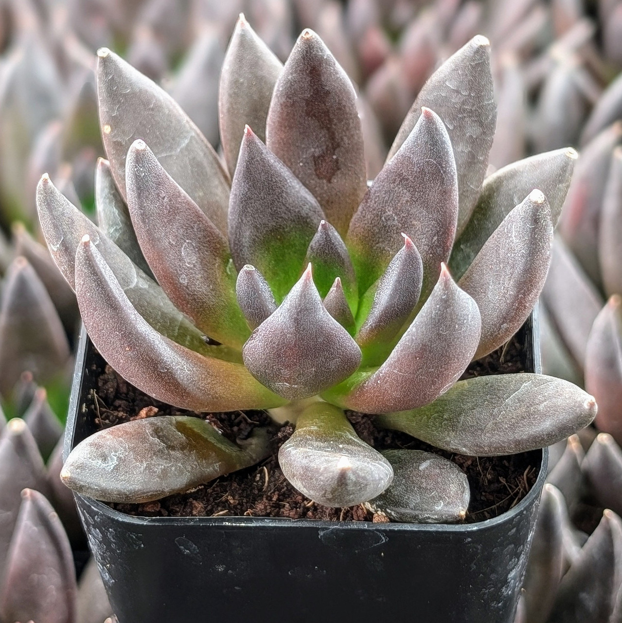 Echeveria 'New Black' | Mountain Crest Gardens