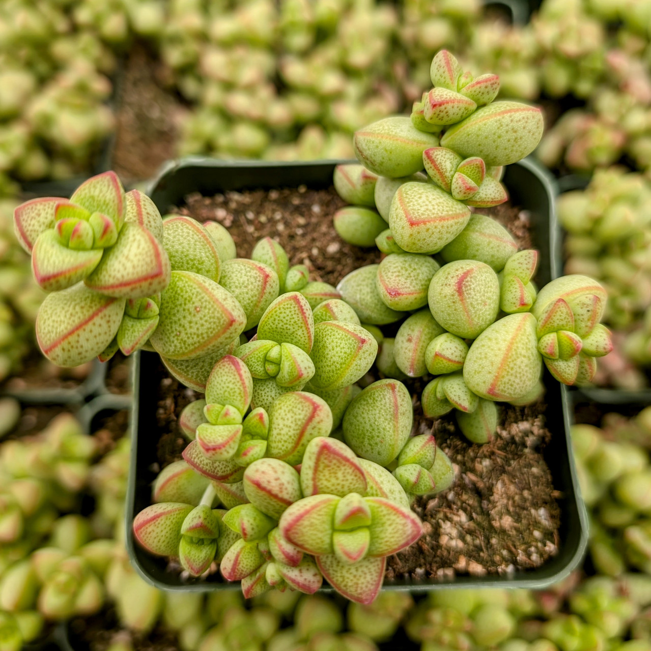 Crassula rupestris var. monticola [large] | Mountain Crest Gardens