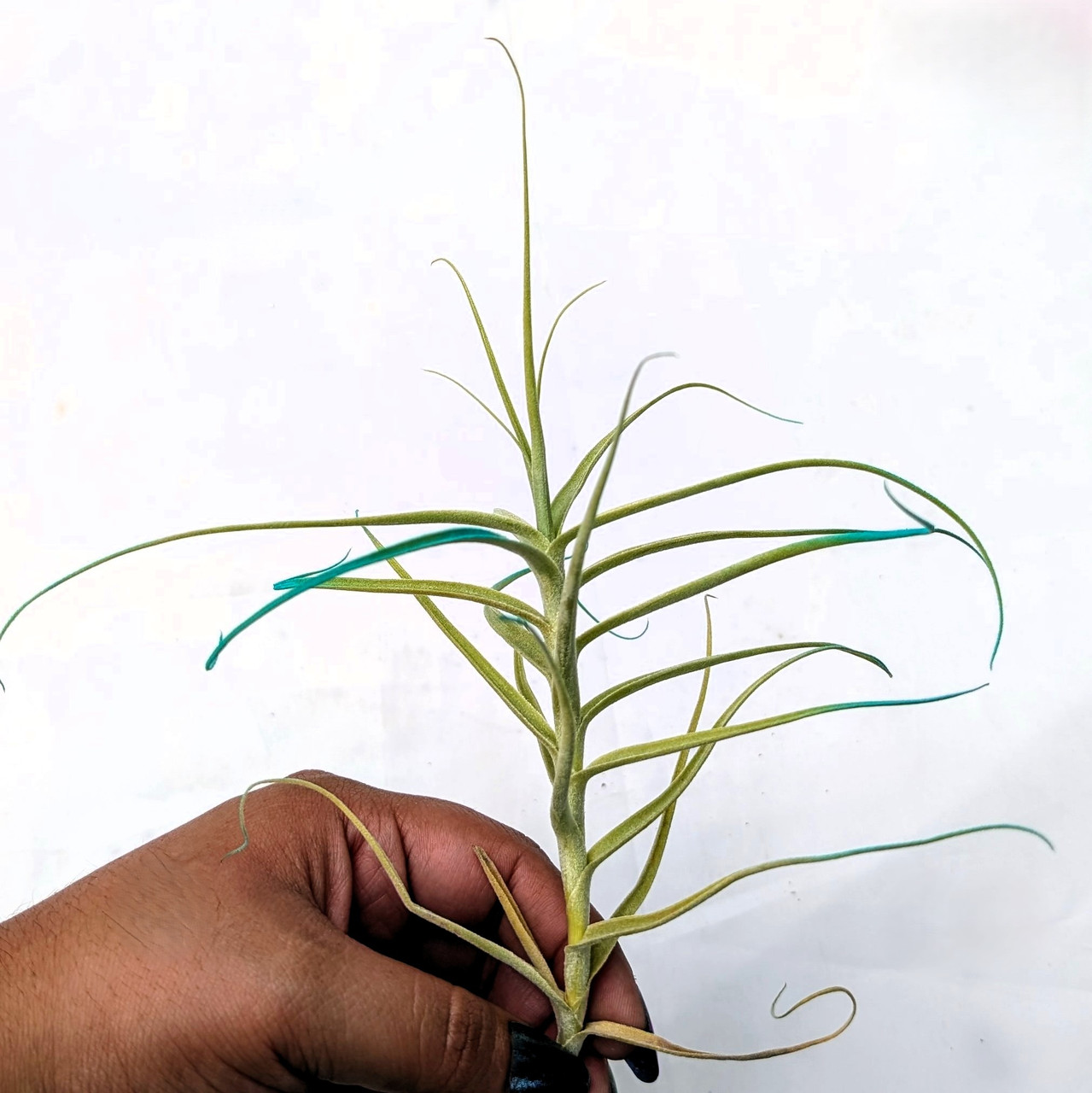 Air Plant - Tillandsia 'Turquoise Tilly' (enhanced)