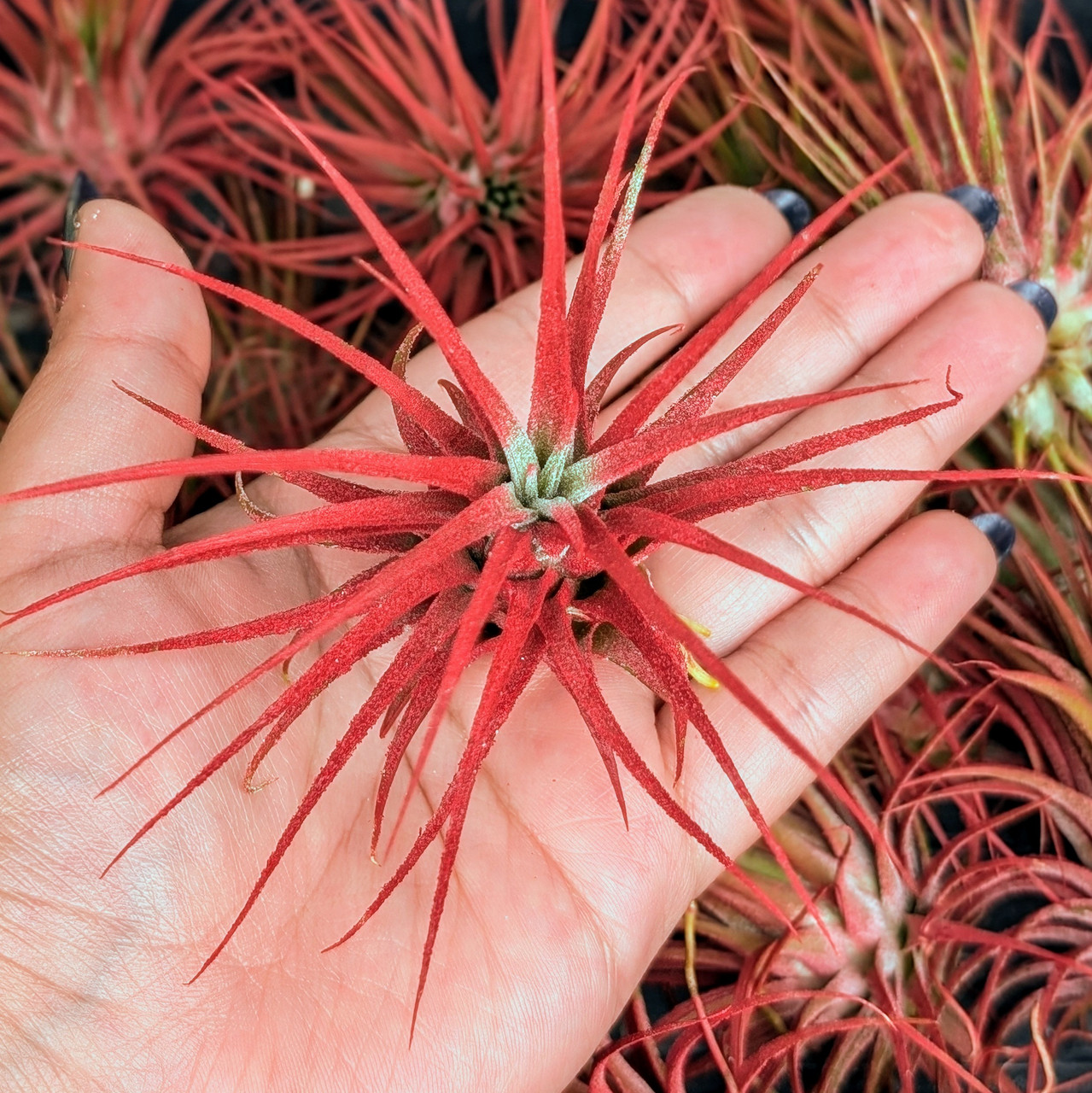Air Plant - Tillandsia ionantha (red, enhanced) [3.0-4.0