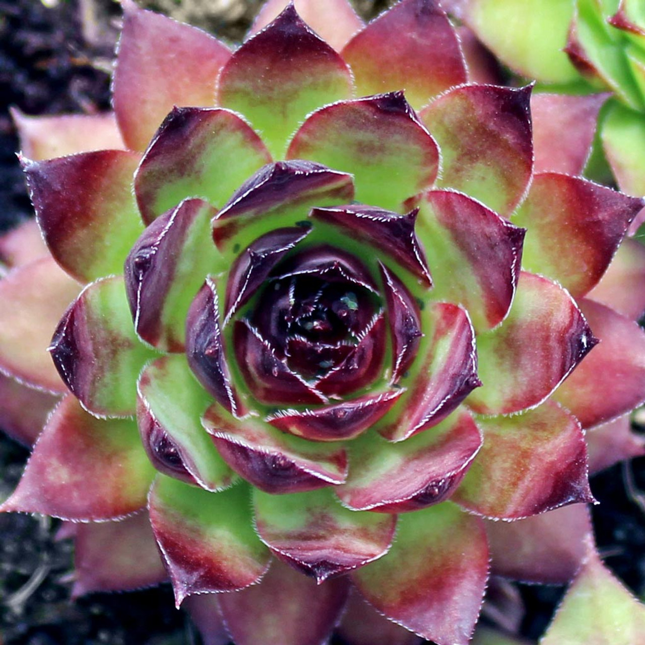 Sempervivum 'Edge of Night' [limited] - Mountain Crest Gardens