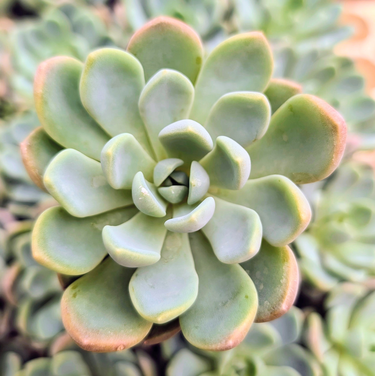 succulent plant design Long and Low Succulent Planter  Mar Floral