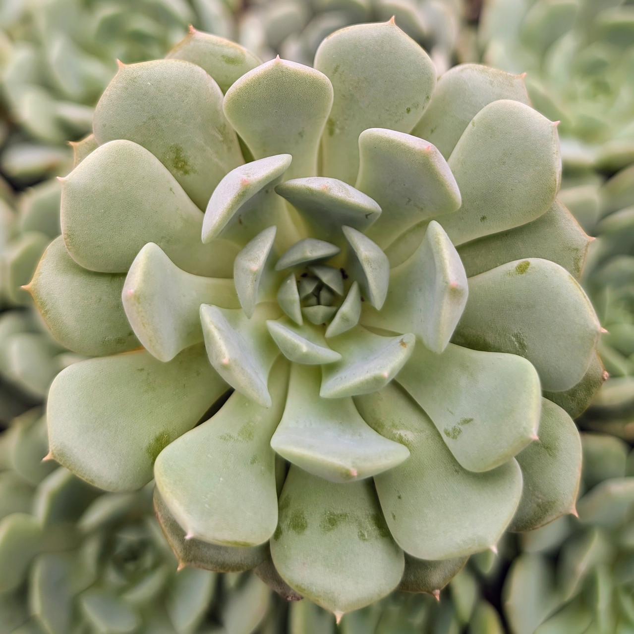 ラスト　⑤原種　チャザロイ3頭　Echeveria Chazaroiエケベリア Echeveria 'Cherio' | Mountain Crest Gardens™
