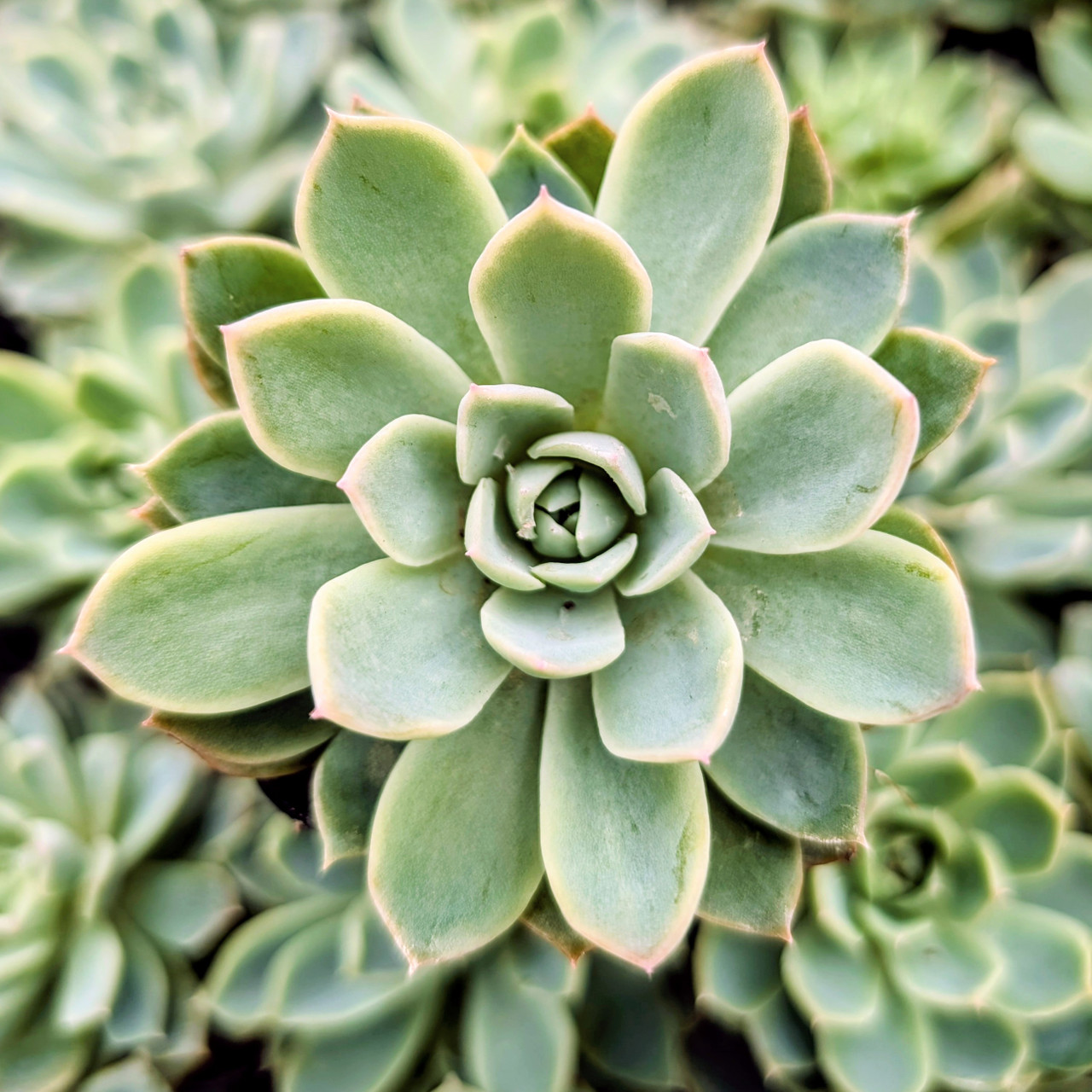 succulent workshop near me Terrarium Workshop: 3/5/25  Milwaukee Terrarium Company