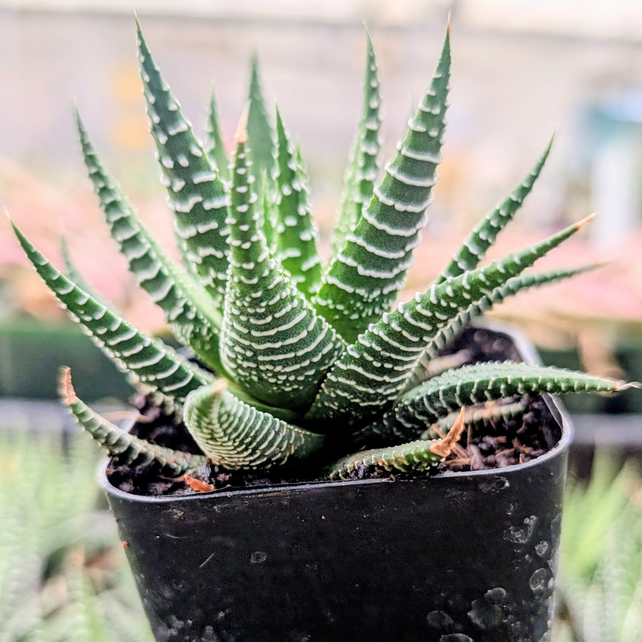 Haworthia fasciata 'Green'