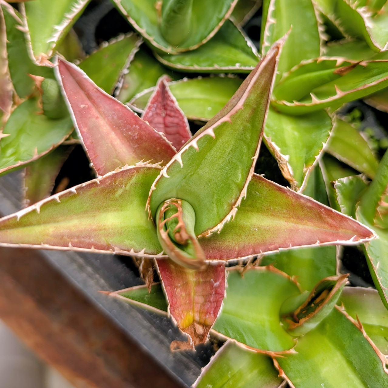 Agave kerchovei 'Huajuapan Red' [plug] | Mountain Crest Gardens®