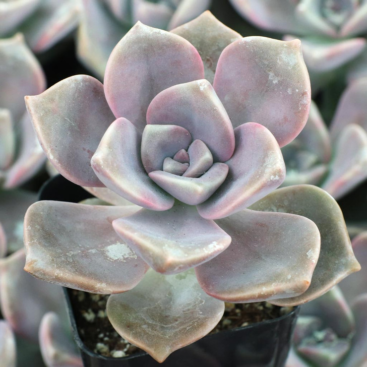 Graptopetalum 'Purple Delight' [large] | Mountain Crest Gardens