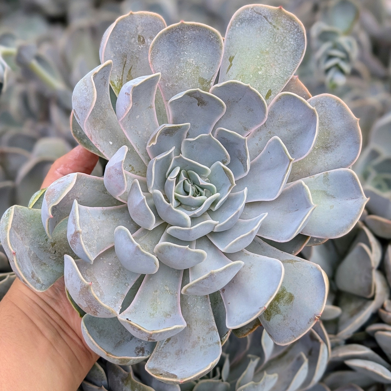 Extra Large Cutting - Echeveria 'Lilac Pearl' | MCG®