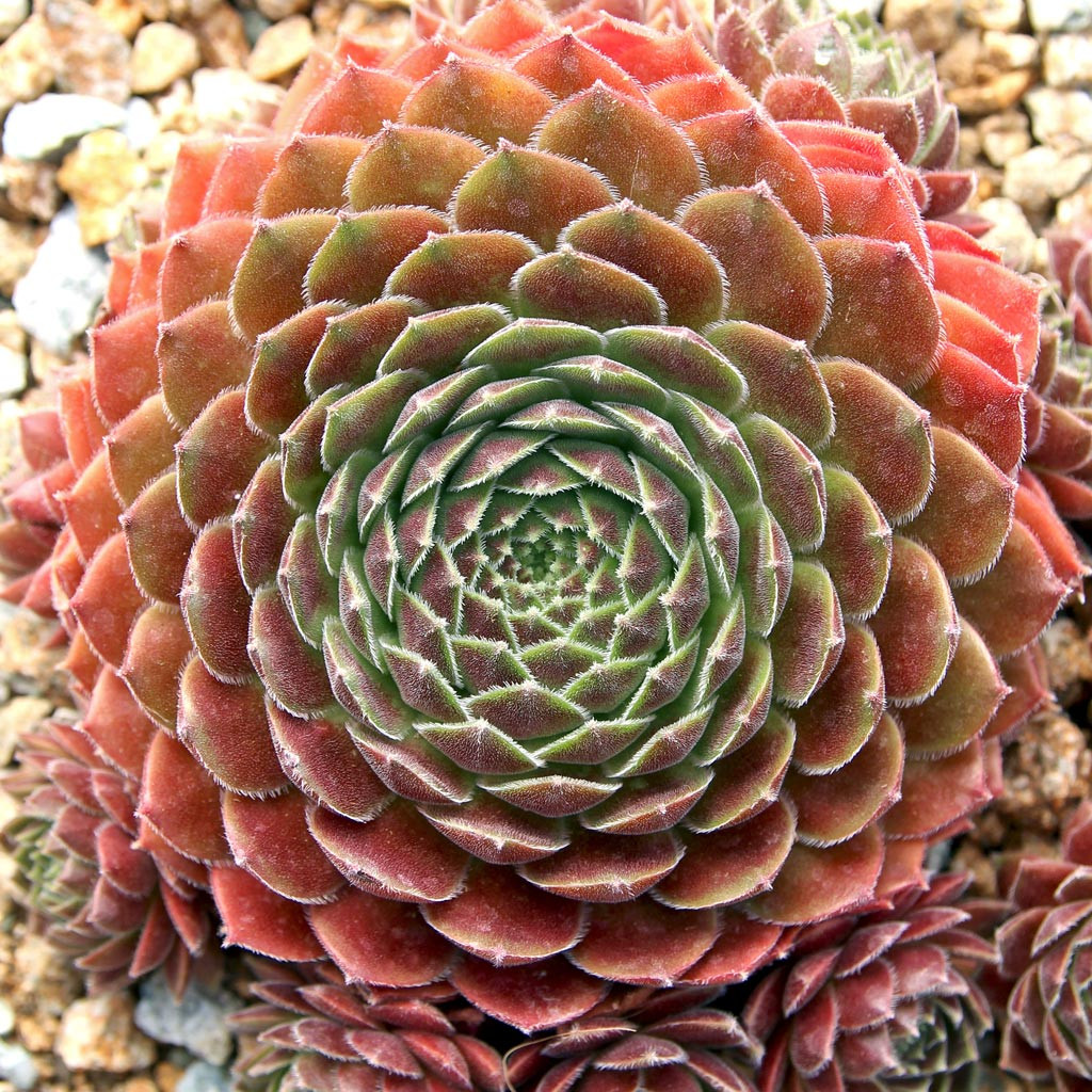 Sempervivum 'Director Jacobs' - Mountain Crest Gardens