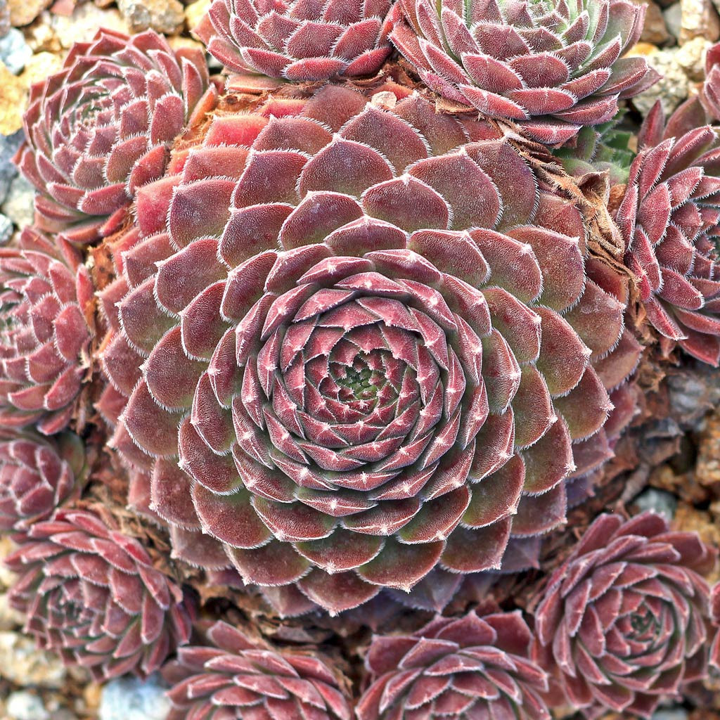 センペルビウム　ディレクタージェイコブズ　ディレクターヤコブ Sempervivum 'Director Jacobs' - Mountain Crest Gardens