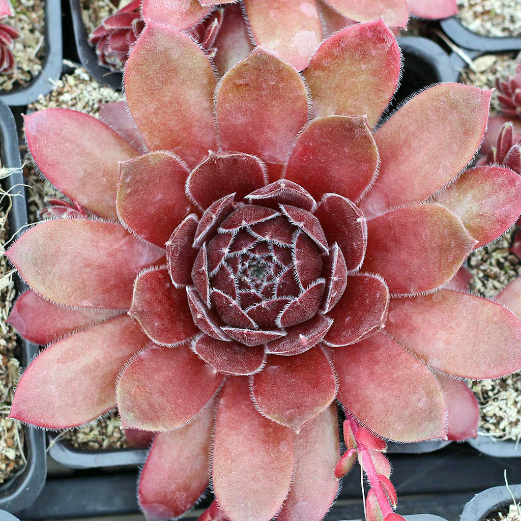 センペルビウム　ディレクタージェイコブズ　ディレクターヤコブ Sempervivum 'Director Jacobs' - Mountain Crest Gardens
