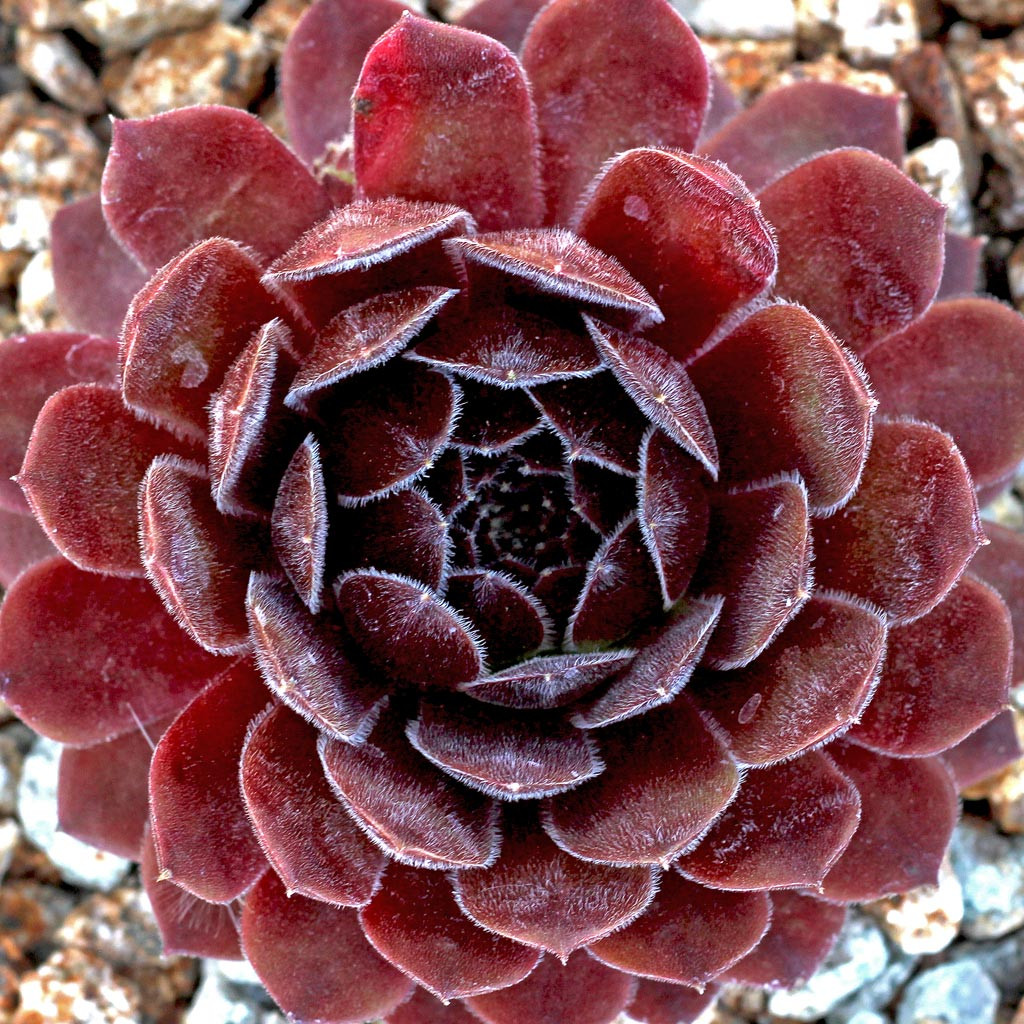 センペルビウム　ディレクタージェイコブズ　ディレクターヤコブ Sempervivum 'Director Jacobs' - Mountain Crest Gardens