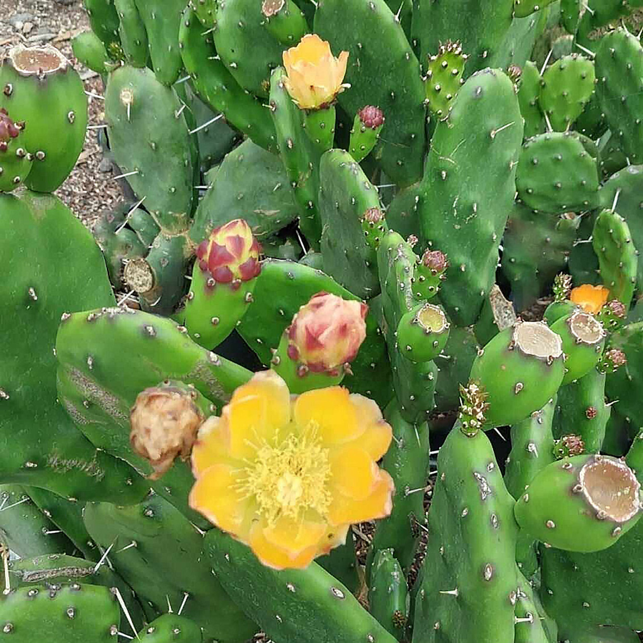 Opuntia paraguayense - Green Machine [6-7"]