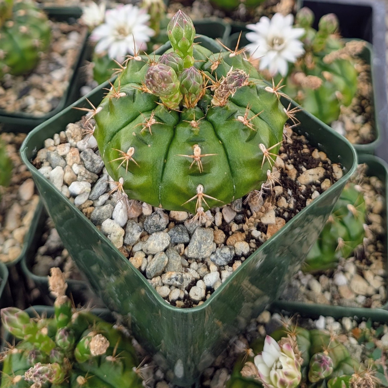Gymnocalycium damsii robores [large]
