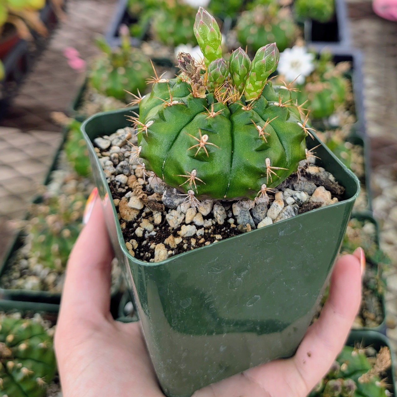 Gymnocalycium damsii robores [large] | MCG™