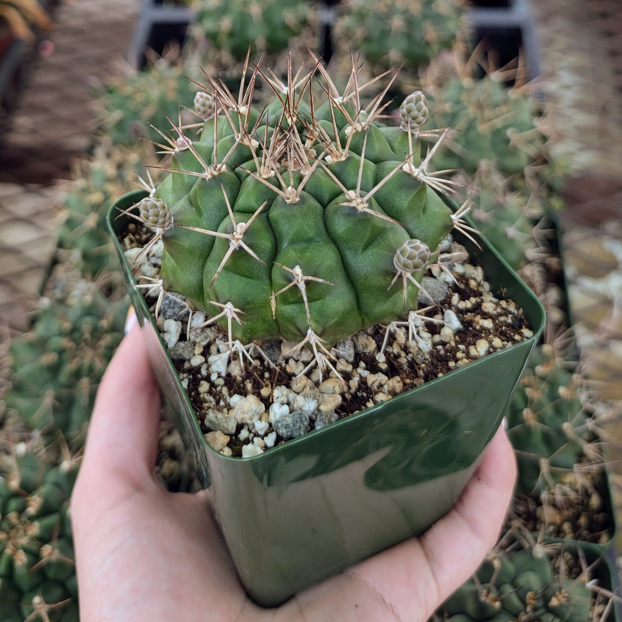 Gymnocalycium pungens [large]