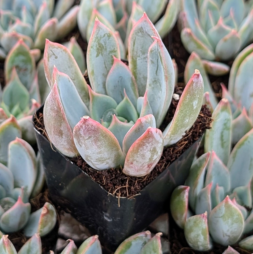 Echeveria 'Tropic' | MCG™