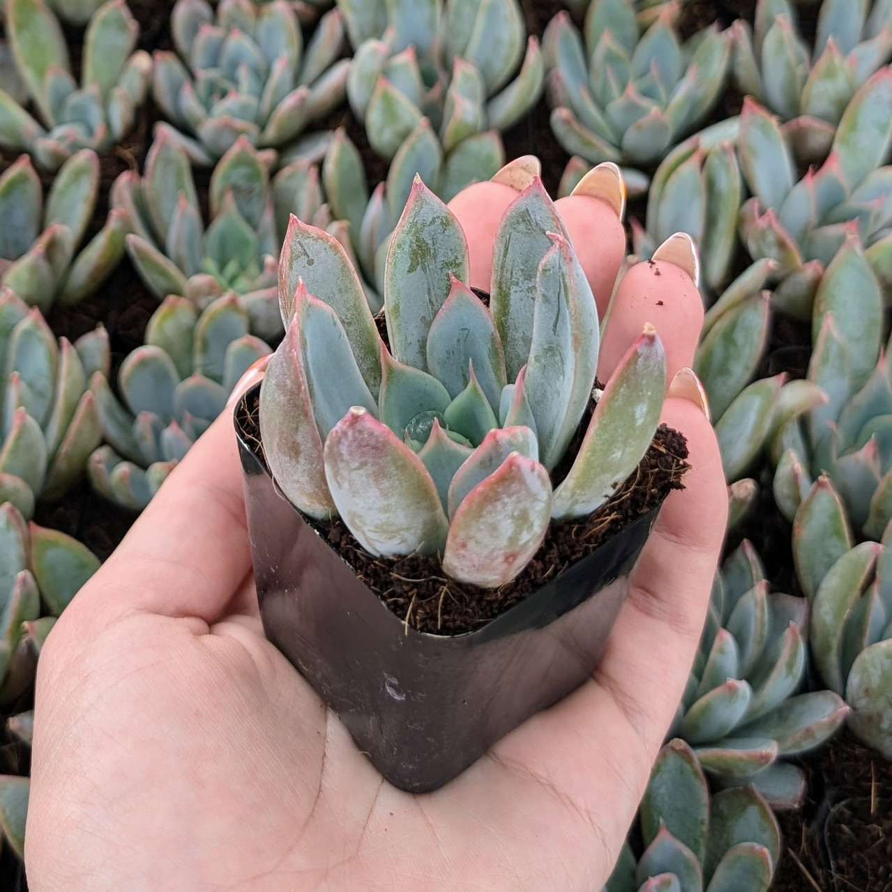 Echeveria 'Tropic' | MCG™