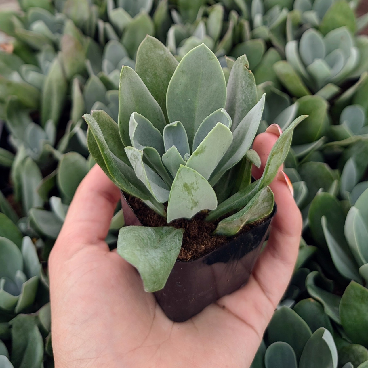 Senecio cephalophourus 'Mountain Fire' | Mountain Crest Gardens®
