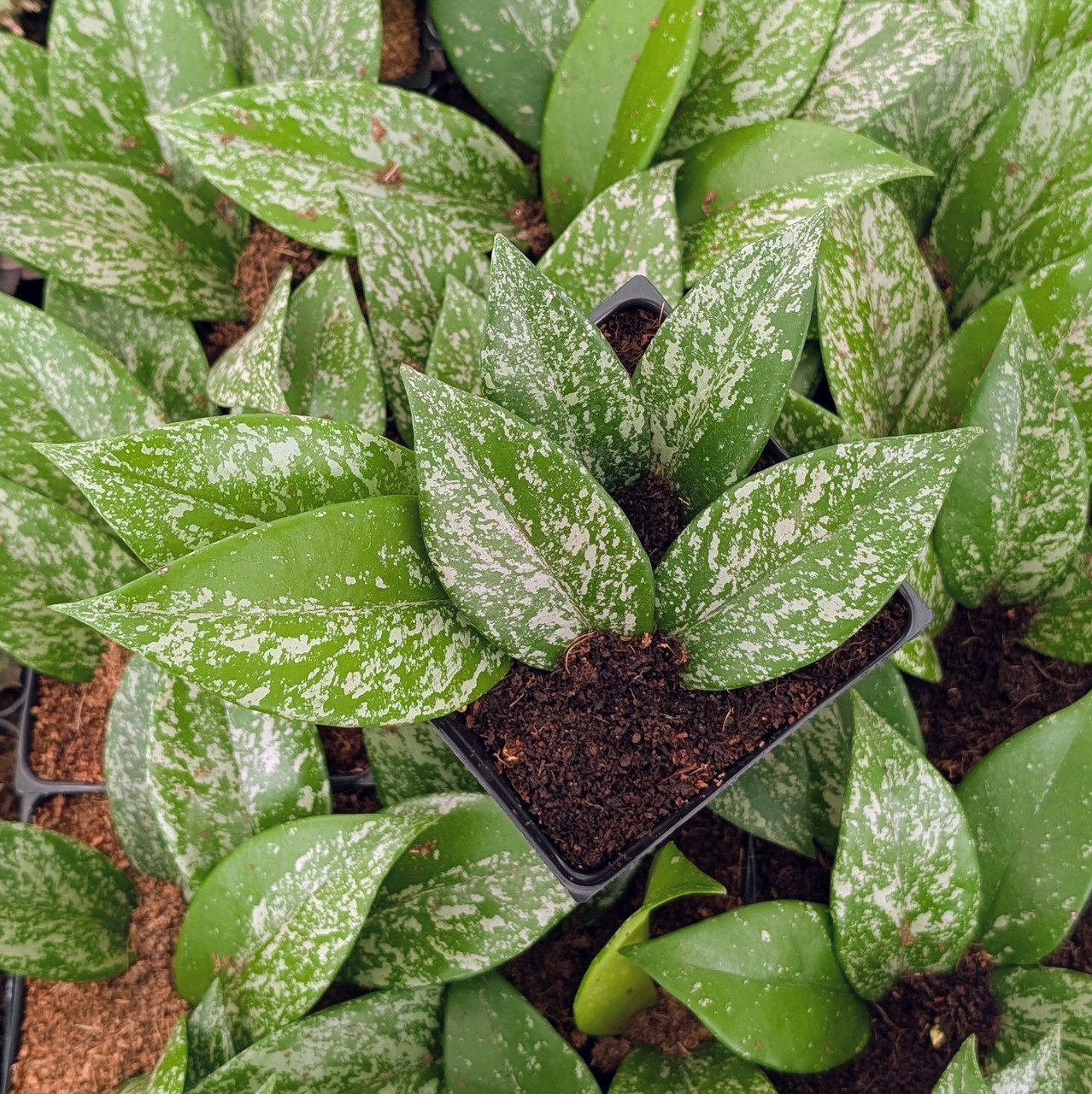 Hoya pubicalyx 'Silver Spot' [large] | Mountain Crest Gardens®