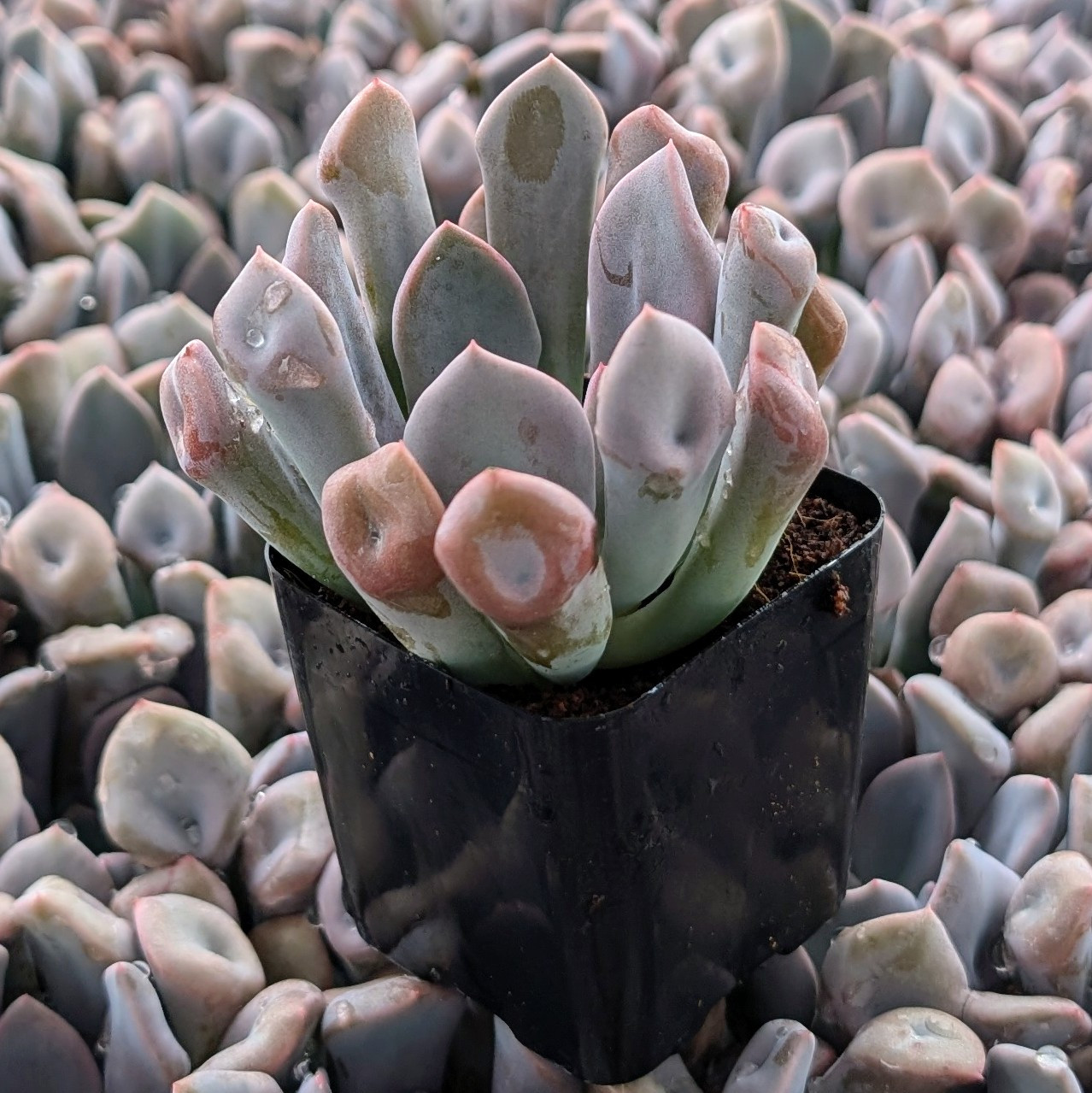 トップス echeveria Echeveria 'Topsy x Debbie' | Mountain Crest Gardens®