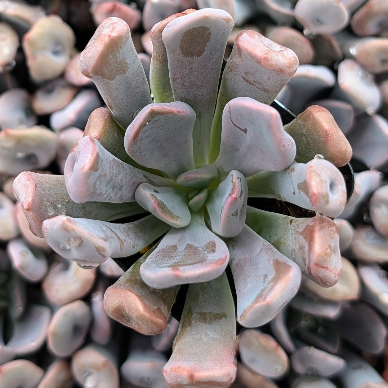 トップス echeveria Echeveria 'Topsy x Debbie' | Mountain Crest Gardens®