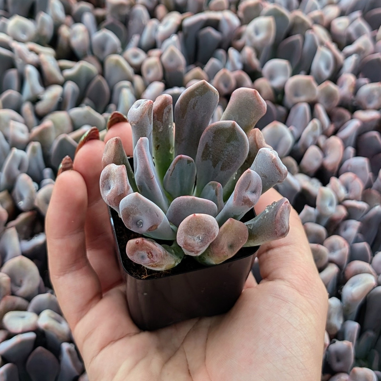 トップス echeveria Echeveria 'Topsy x Debbie' | Mountain Crest Gardens®