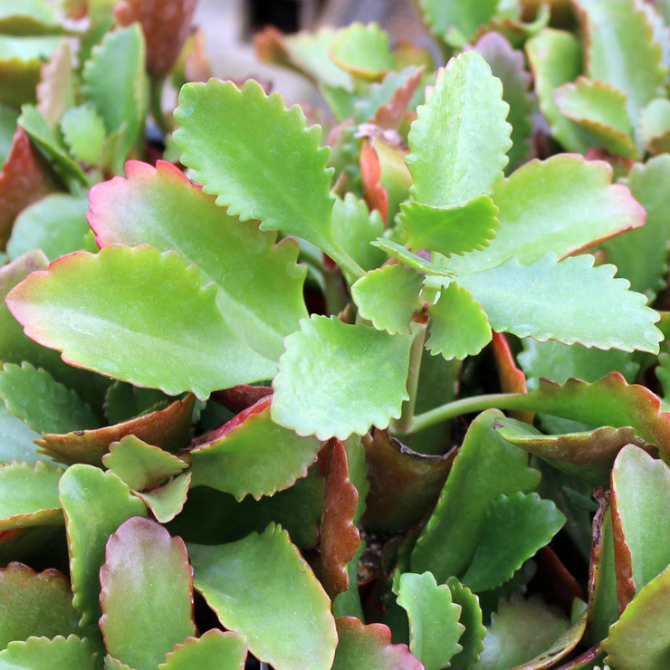 Kalanchoe sexangularis - Red-Leaved Kalanchoe [large]| MCG™