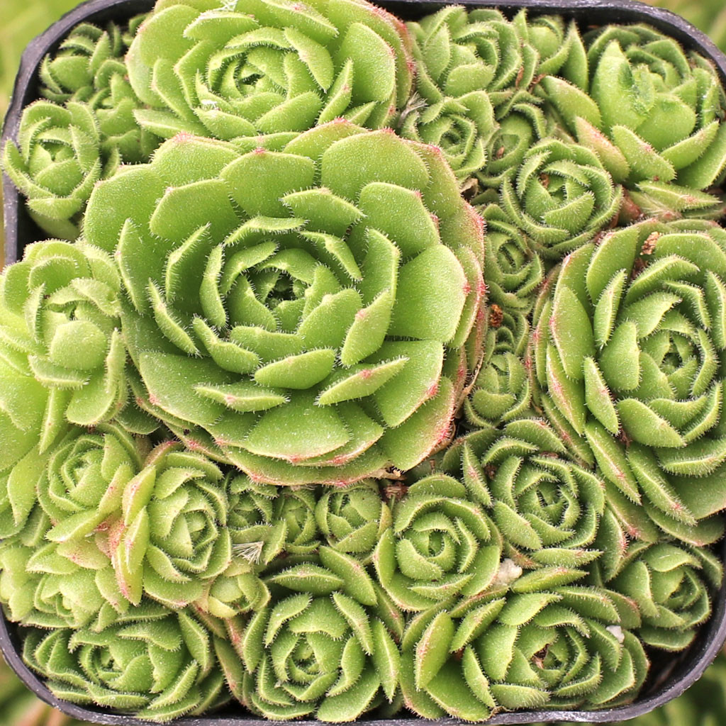 Rosularia platyphylla - Turkish Stonecrop