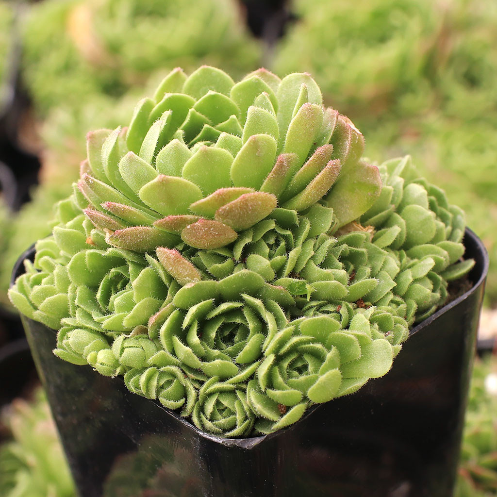 Rosularia platyphylla - Turkish Stonecrop