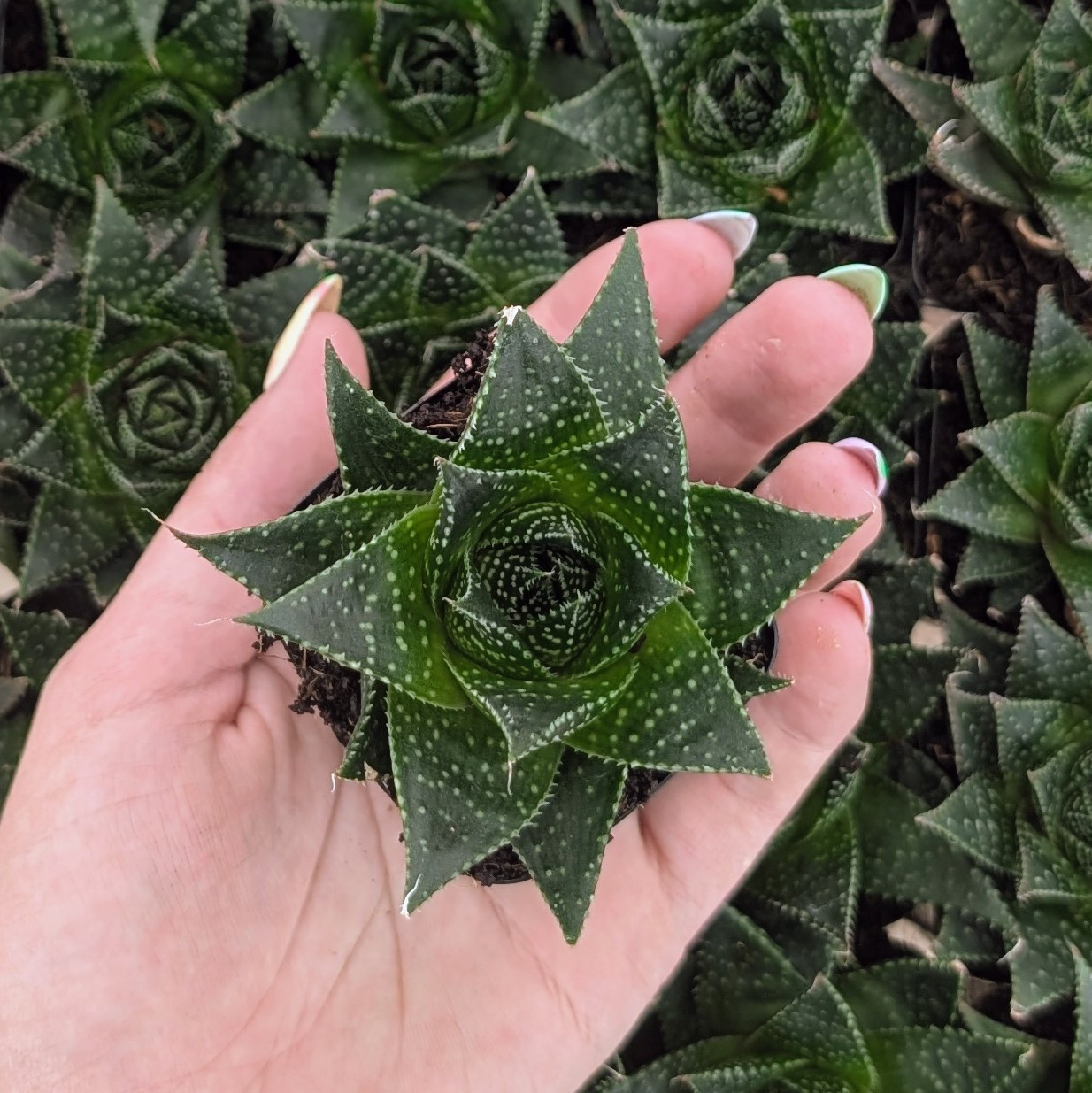 Aloe 'Akila' | Mountain Crest Gardens®