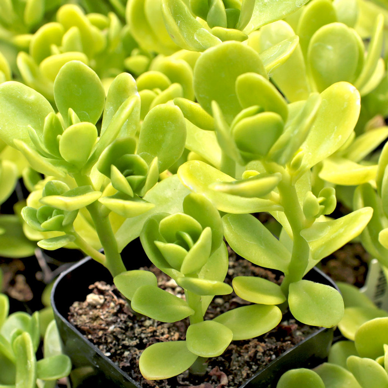 yellow sedum