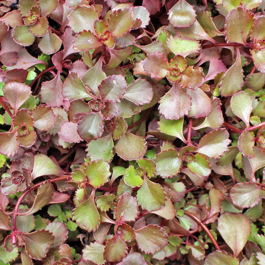 Sedum spurium 'Ruby Mantle' Mountain Crest Gardens™