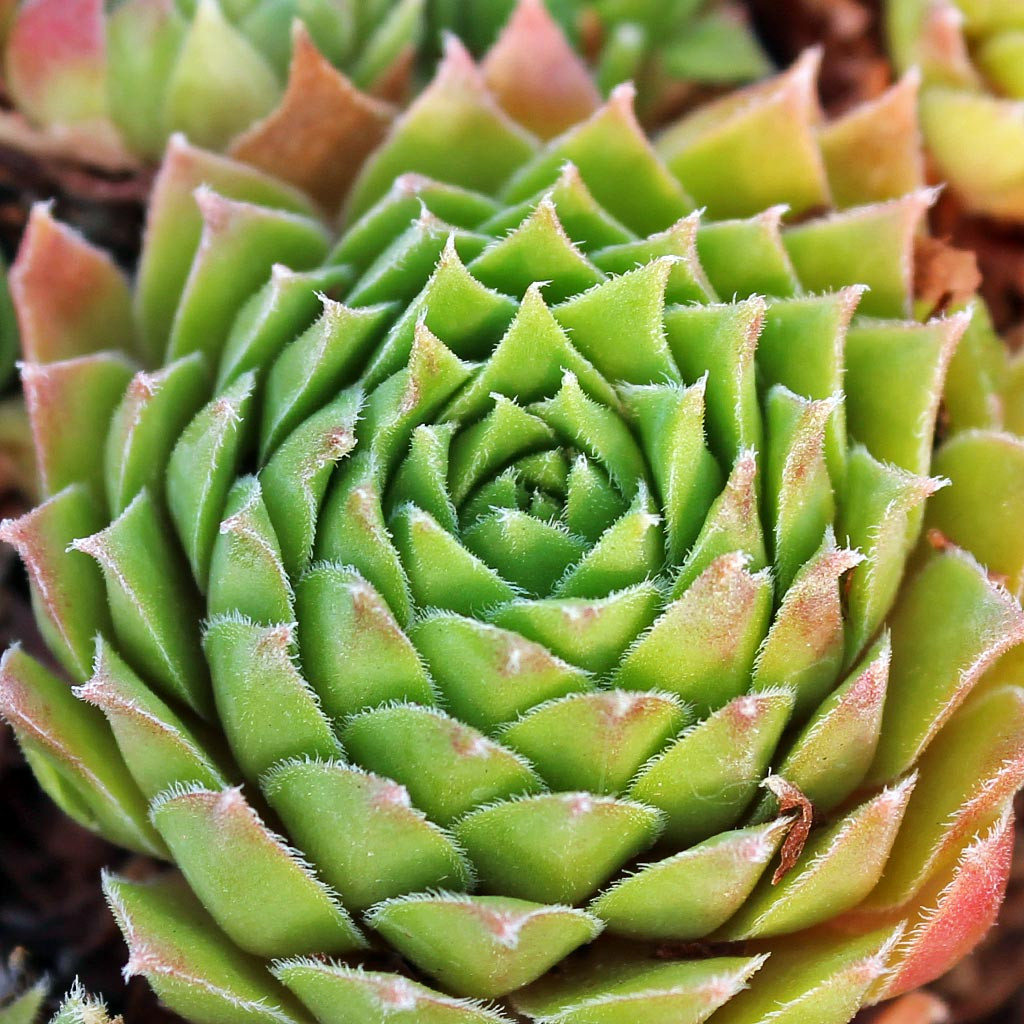 Sempervivum 'Heigham Red' | Mountain Crest Gardens™