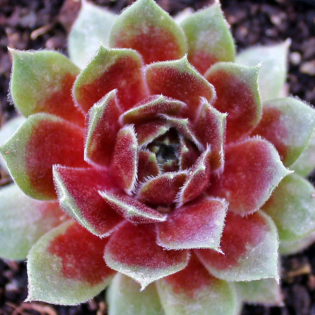 Sempervivum 'Heigham Red' | Mountain Crest Gardens™