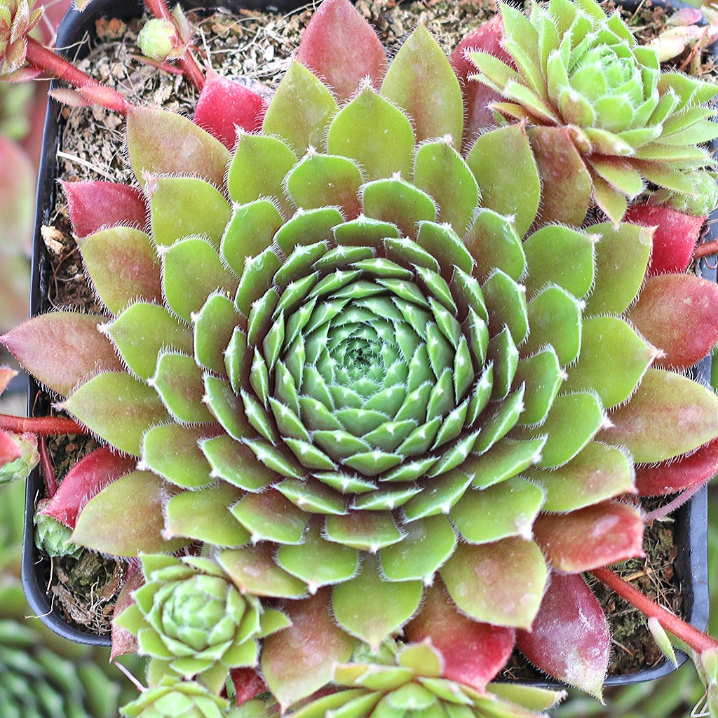 センペルビウム Heigham Red Sempervivum 'Heigham Red' | Mountain Crest Gardens™