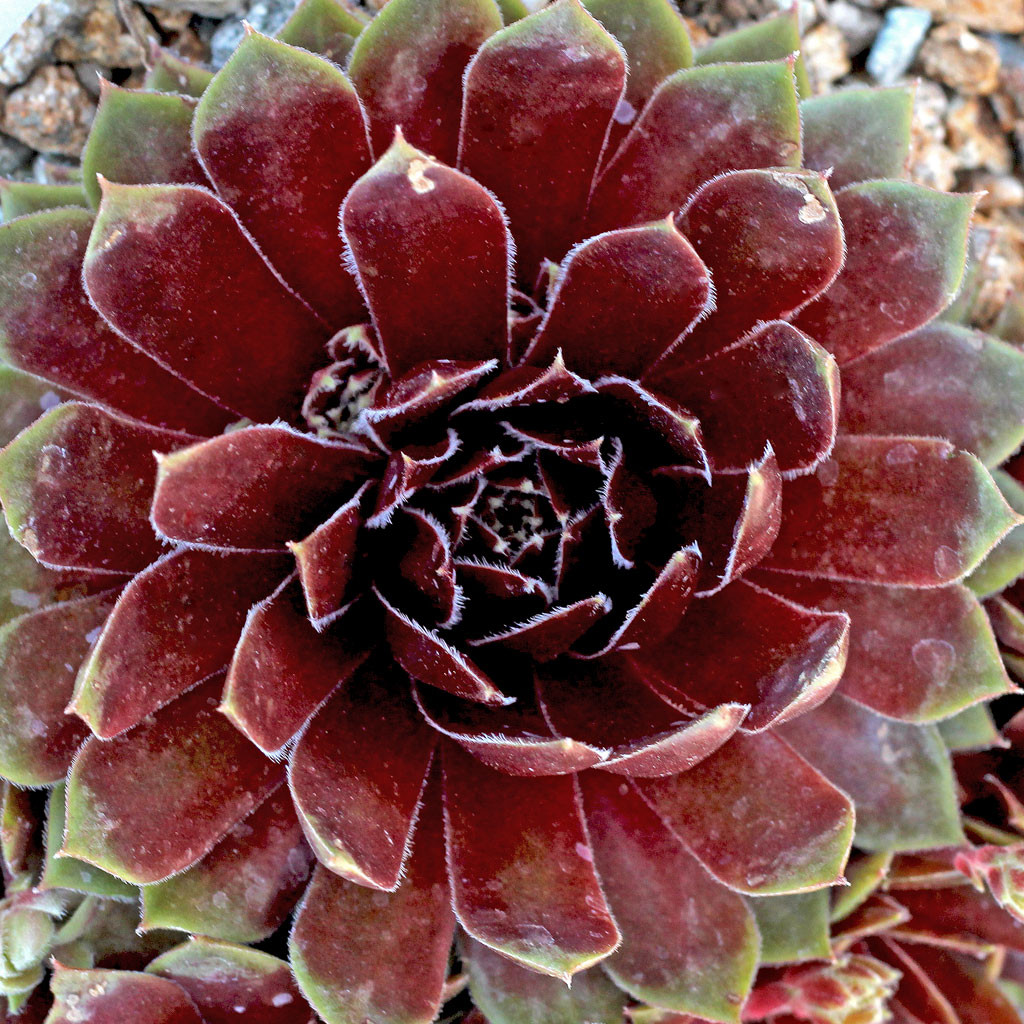 Sempervivum 'Heigham Red' | Mountain Crest Gardens™