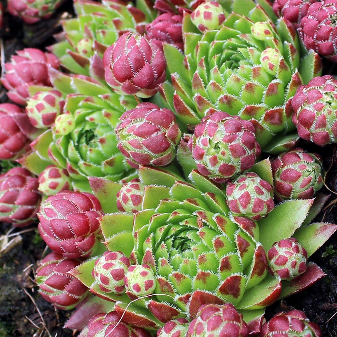 Sempervivum globiferum ssp. hirtum 'Prussiana' - Mountain